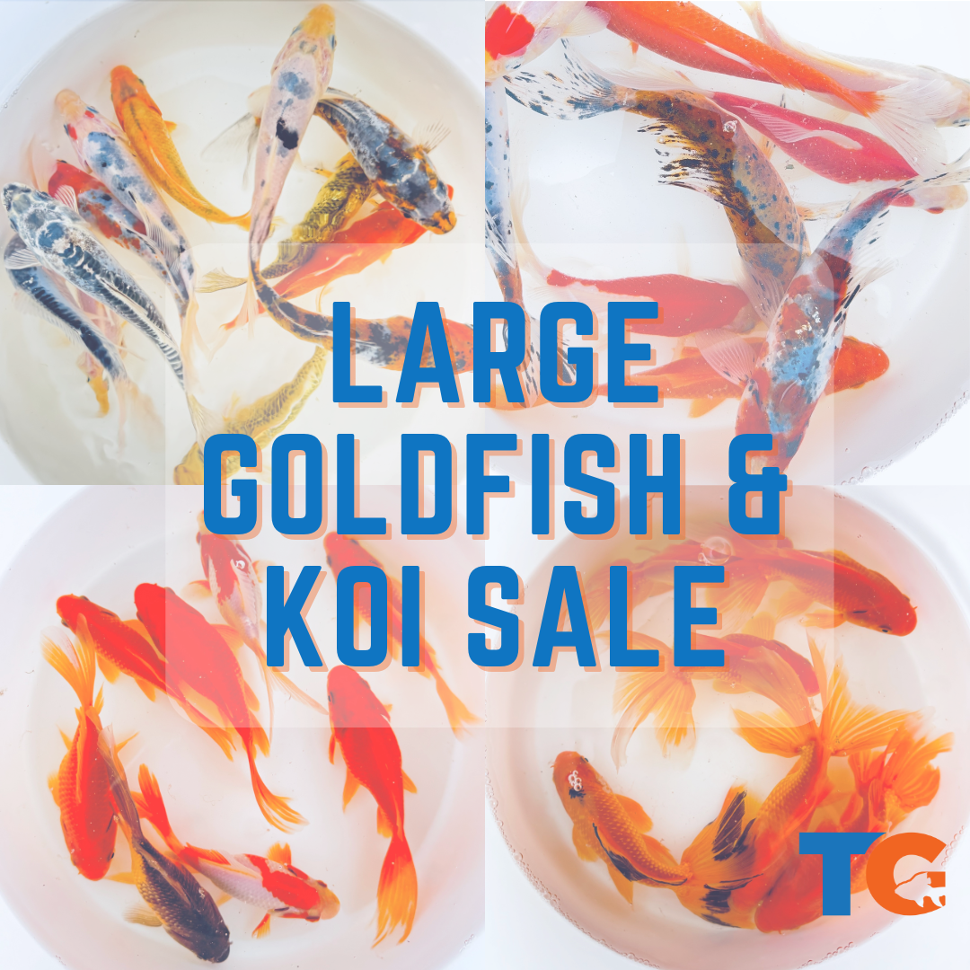 Toledo Goldfish Large Goldfish and Koi Sale