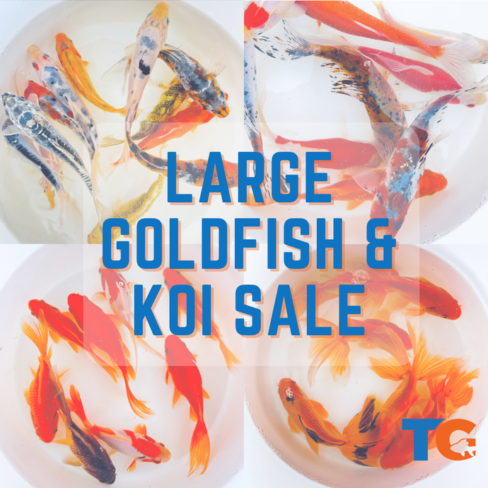 Live Goldfish & Koi For Sale | Free Shipping | Live Arrival