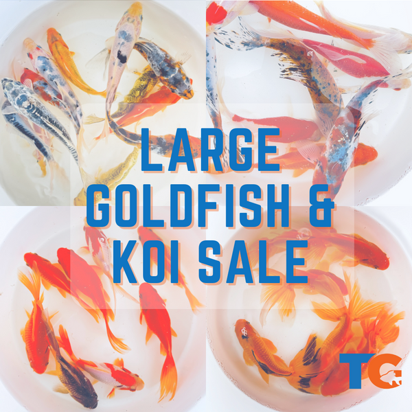 LARGE GOLDFISH & KOI SALE | 25% off