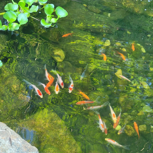 TOLEDO GOLDFISH | Live goldfish and koi