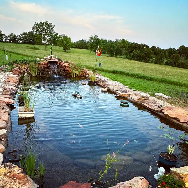 Toledo Goldfish | Live Goldfish and Koi Fish Pond