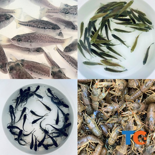 Toledo Goldfish Live Goldfish, Koi fish, minnows, bass, and catfish