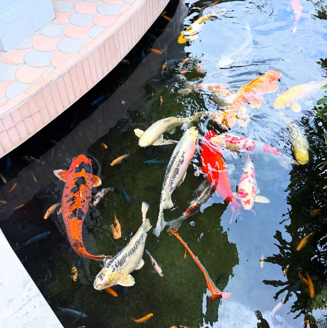 Gallery Detail: The Guide To Koi Ponds Part 5 Prevent Overcrowding