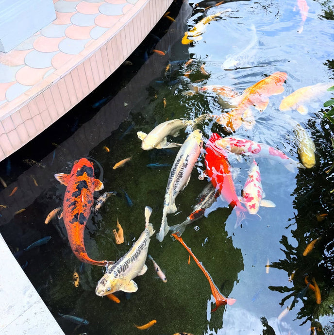 The Guide to Koi Ponds - Part 5: Prevent Overcrowding