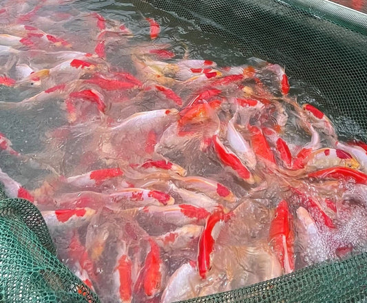 Toledo Goldfish | Sarasa Comets 