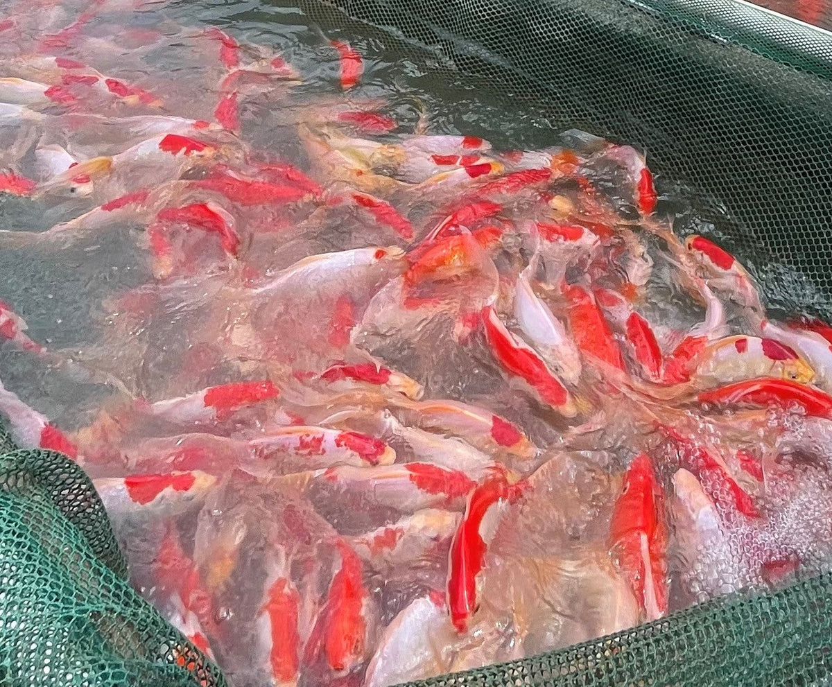 ASK A FISH FARMER | Fish Spawning – Toledo Goldfish