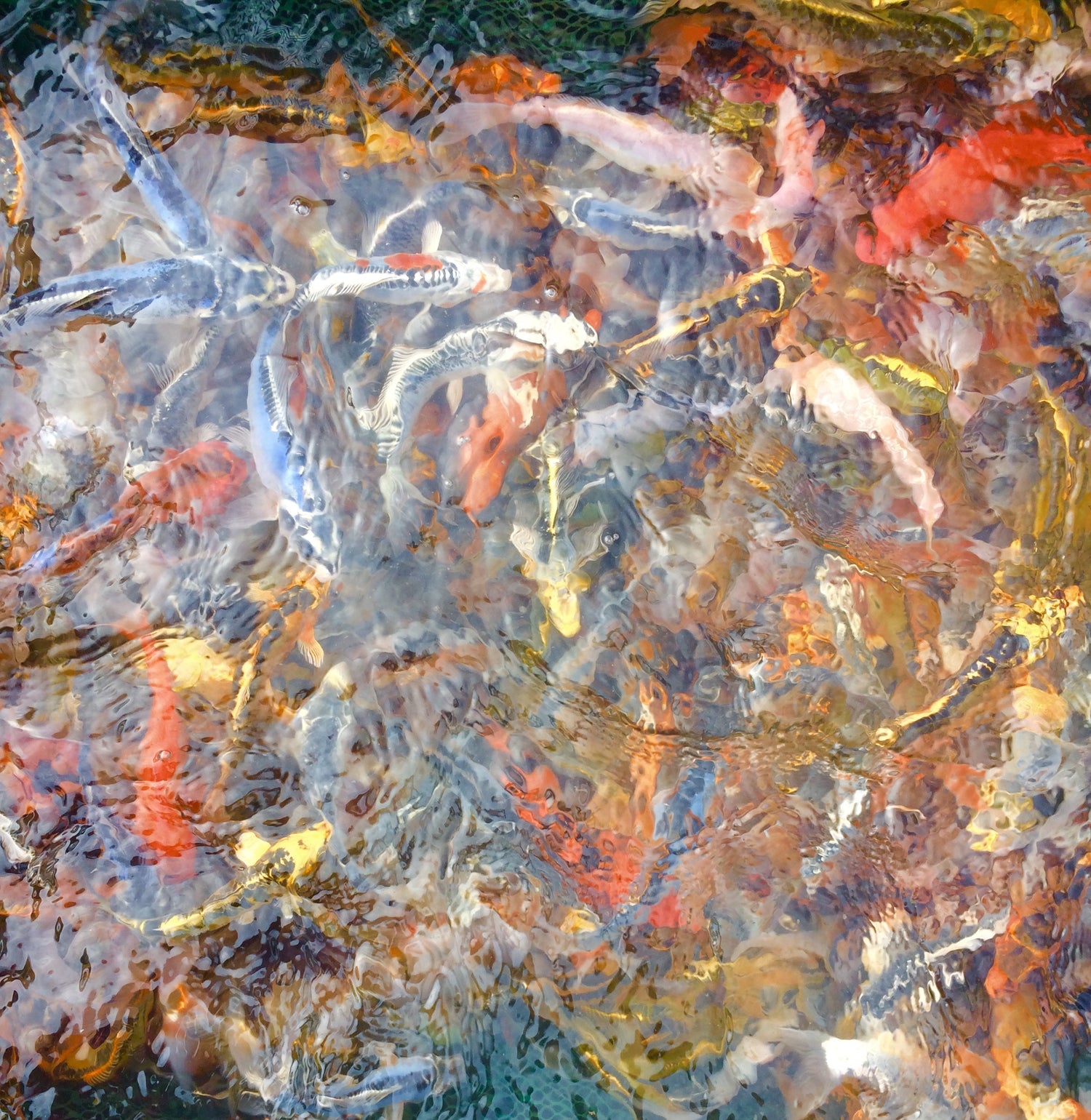 Aquatic Science Kits