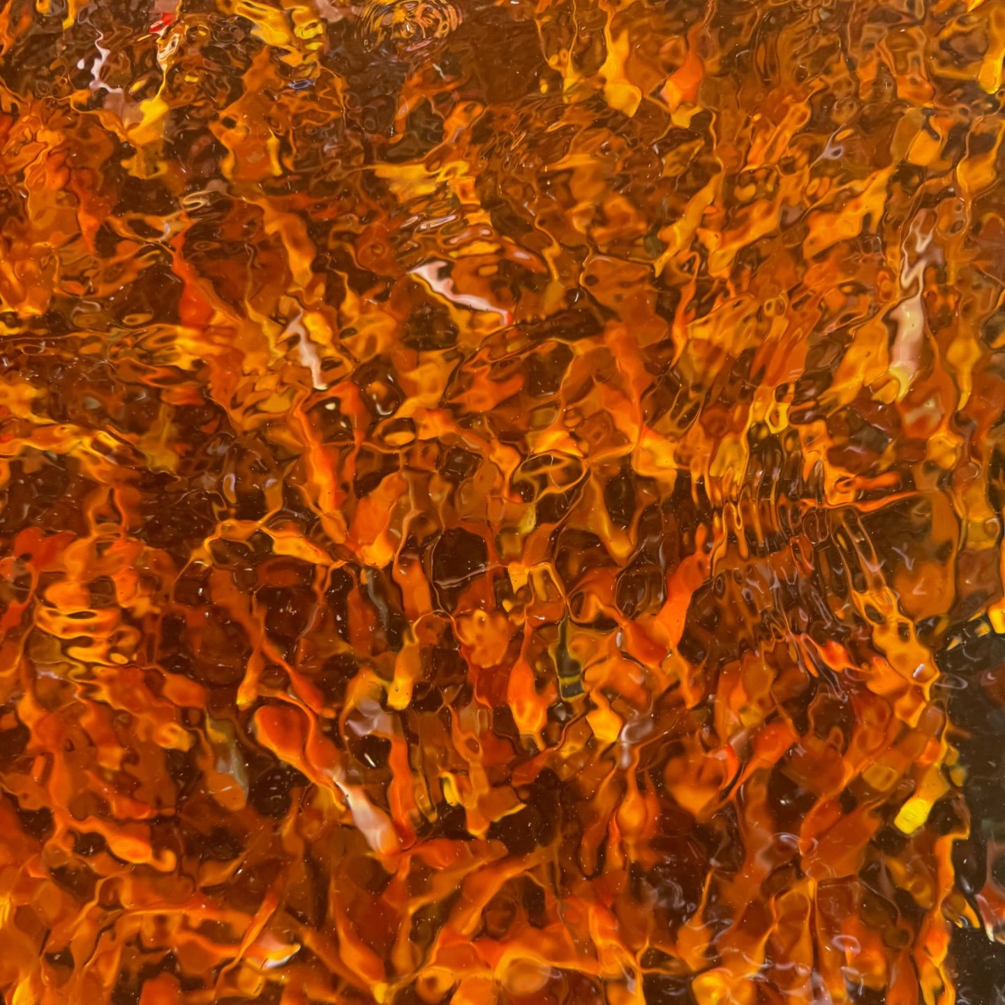 Toledo Goldfish Live Goldfish in the water