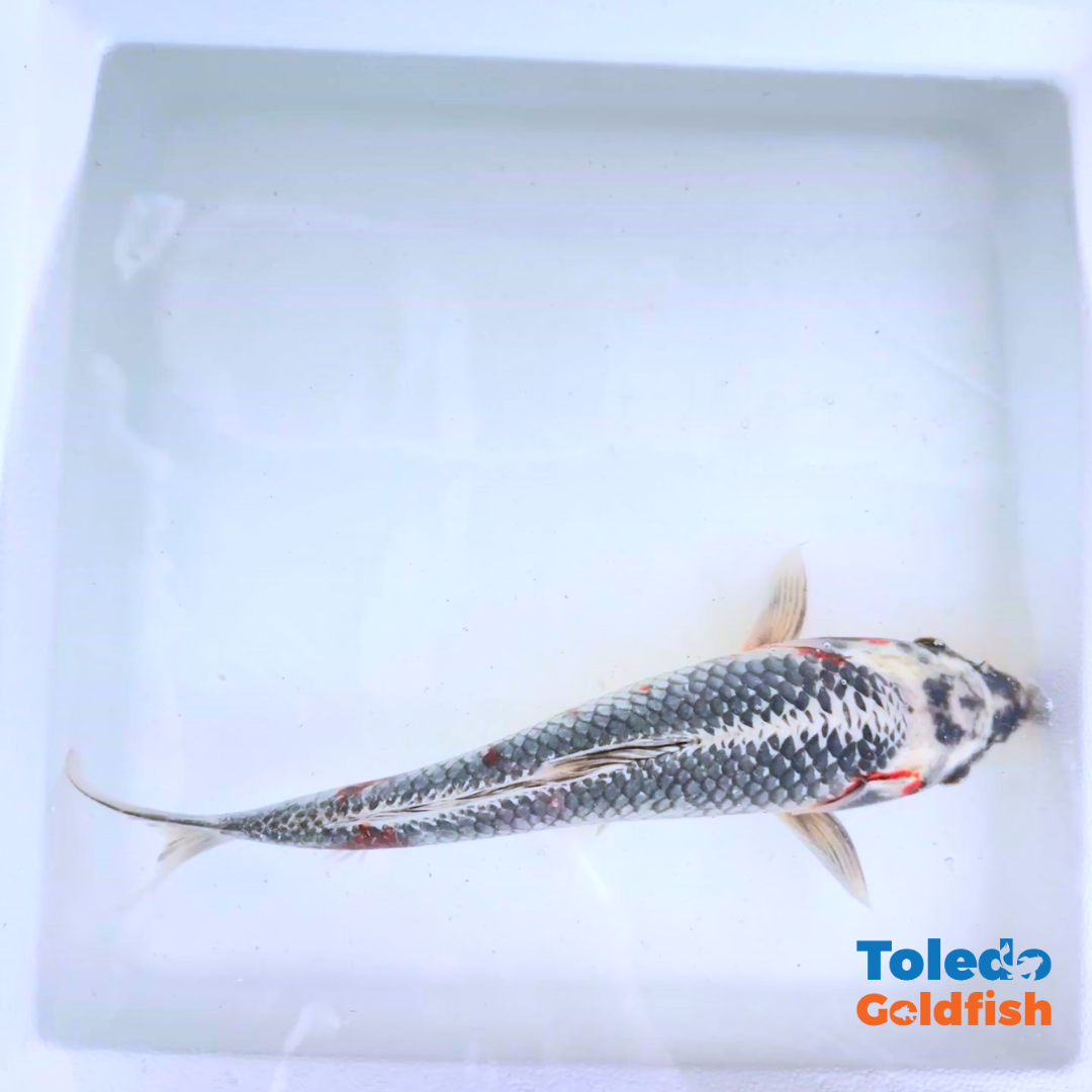 TOLEDO GOLDFISH |  Live Standard Fin Koi