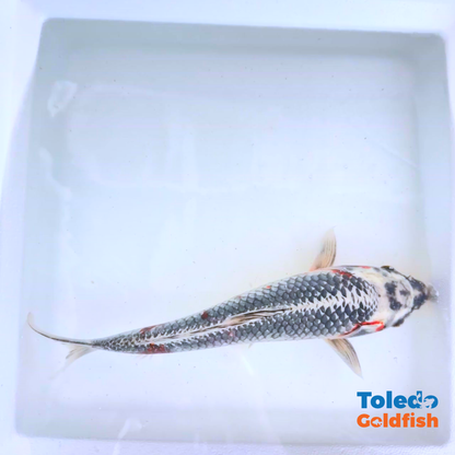 TOLEDO GOLDFISH |  Live Standard Fin Koi