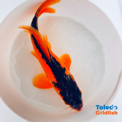 TOLEDO GOLDFISH |  Live Standard Fin Koi