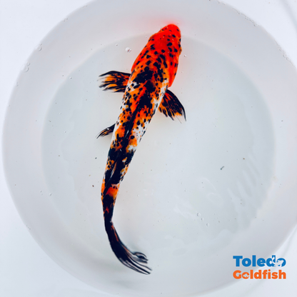 TOLEDO GOLDFISH |  Live Standard Fin Koi
