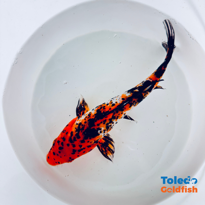 TOLEDO GOLDFISH |  Live Standard Fin Koi
