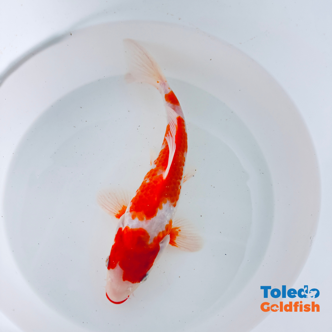 TOLEDO GOLDFISH |  Live Standard Fin Koi