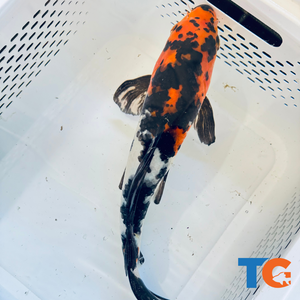 Toledo Goldfish| Orange and Black Standard Fin Koi