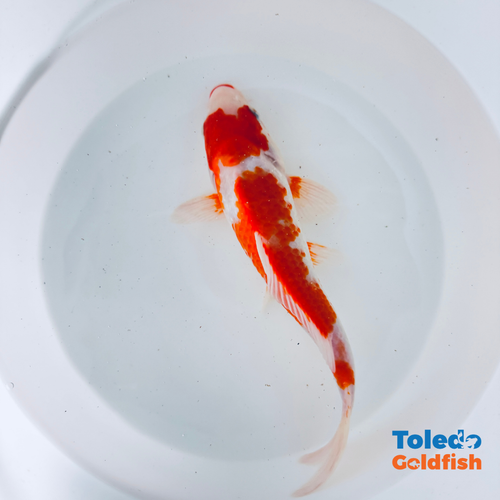 TOLEDO GOLDFISH |  Live Standard Fin Koi