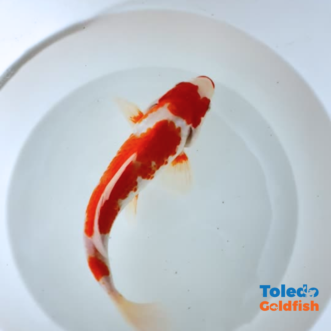 TOLEDO GOLDFISH |  Live Standard Fin Koi