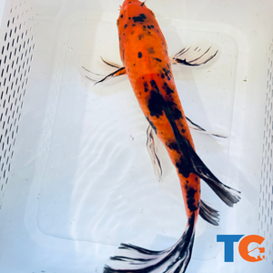 14" Orange and Black Butterfly Fin Koi  (LOT 93)