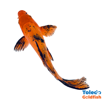 TOLEDO GOLDFISH |  Live Standard Fin Koi