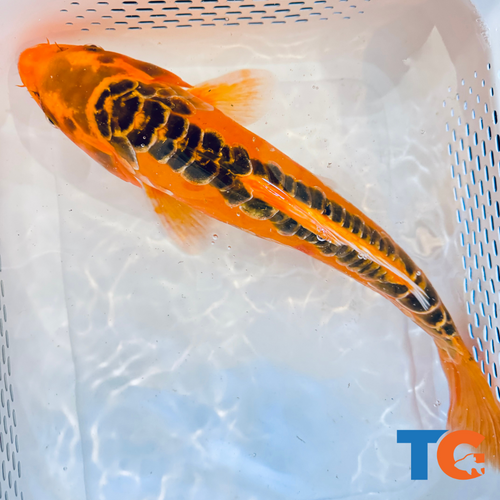 Toledo Goldfish| Standard Fin Koi