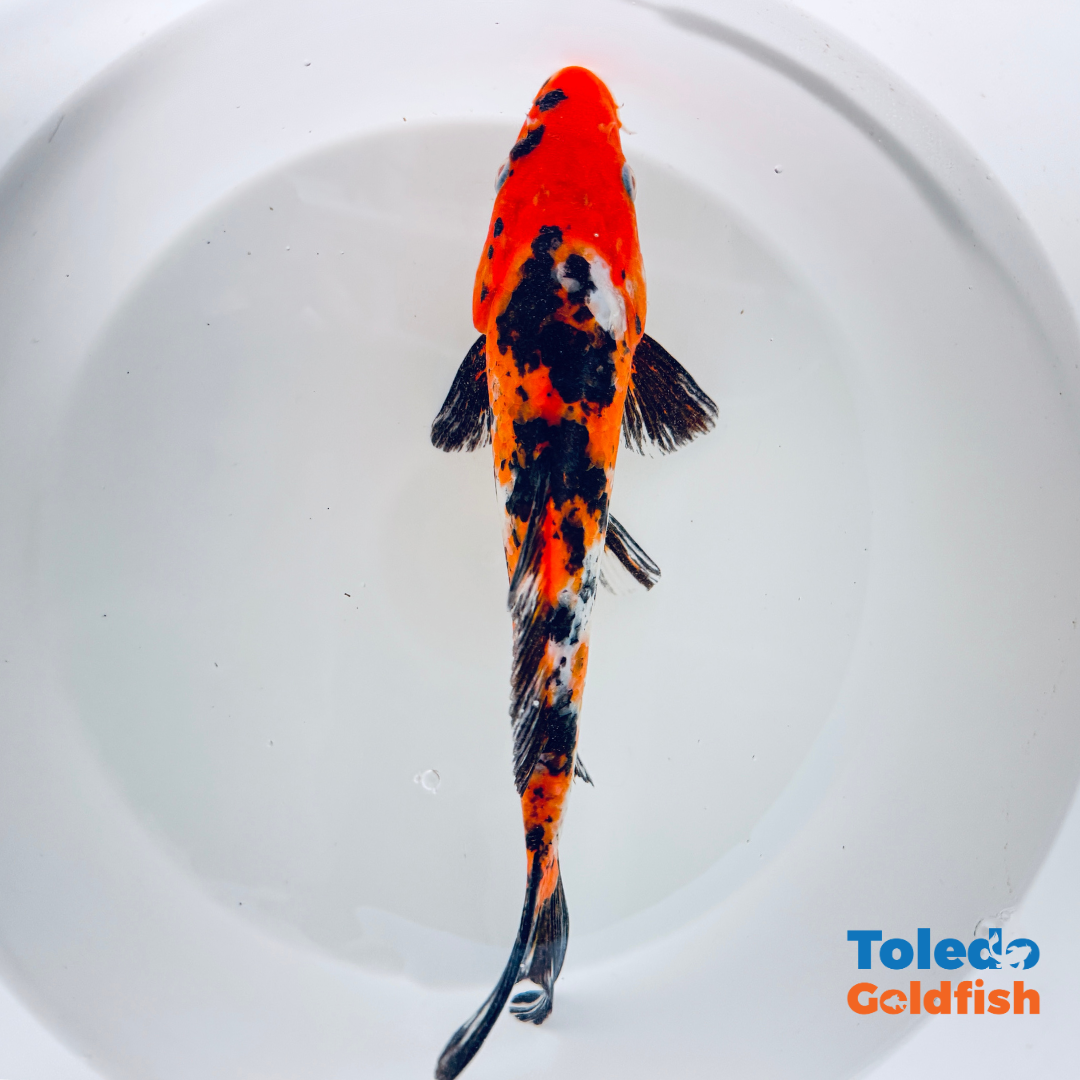 TOLEDO GOLDFISH |  Live Standard Fin Koi