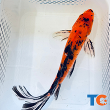 Load image into Gallery viewer, Toledo Goldfish| Orange and Black Butterfly Koi
