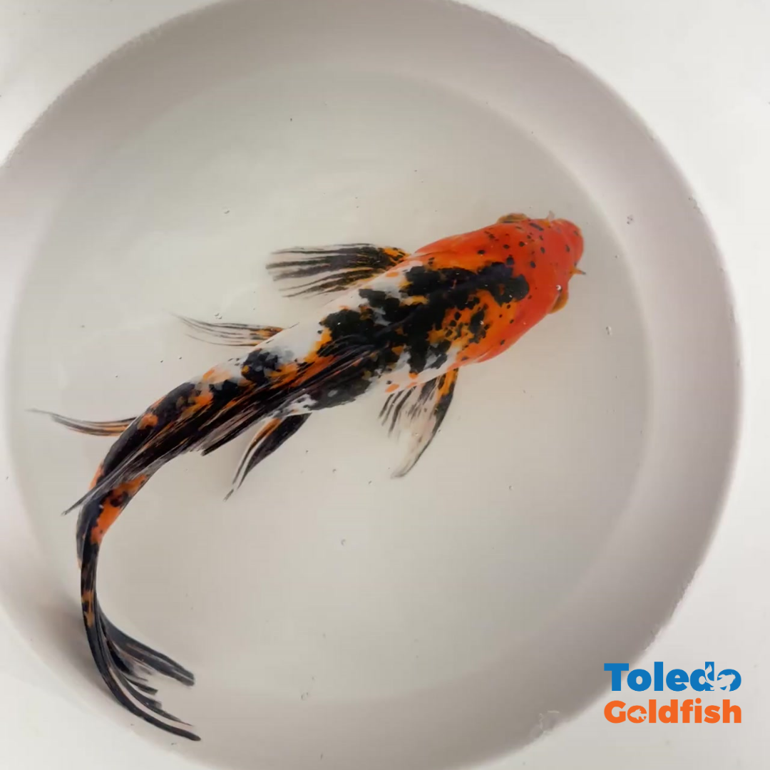 TOLEDO GOLDFISH |  Live Standard Fin Koi
