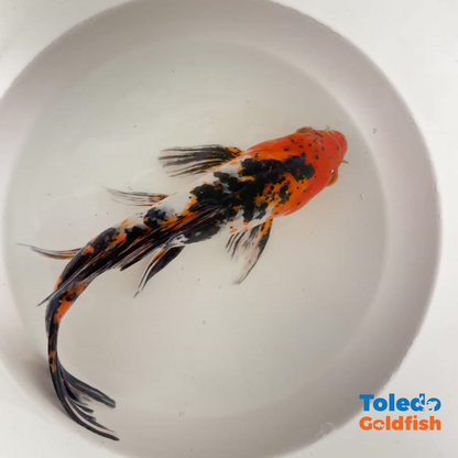 TOLEDO GOLDFISH |  Live Standard Fin Koi