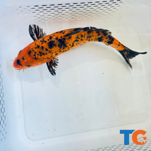 Load image into Gallery viewer, Toledo Goldfish| Orange and Black Standard Fin Koi
