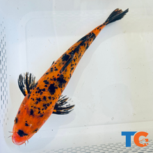 Load image into Gallery viewer, Toledo Goldfish| Orange and Black Standard Fin Koi
