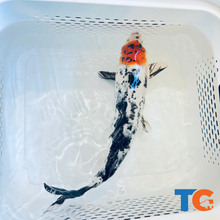 Load image into Gallery viewer, Toledo Goldfish| Tri-Color Standard Fin Koi
