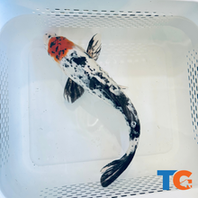 Load image into Gallery viewer, Toledo Goldfish| Tri-Color Standard Fin Koi
