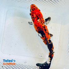 Load image into Gallery viewer, TOLEDO GOLDFISH | Yellow &amp; black Butterfly Fin Koi
