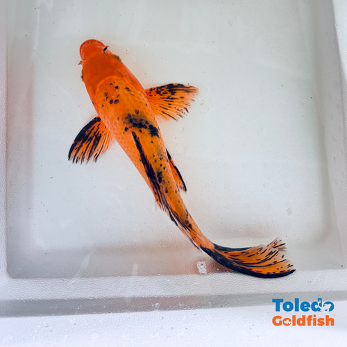 TOLEDO GOLDFISH |  Live Standard Fin Koi