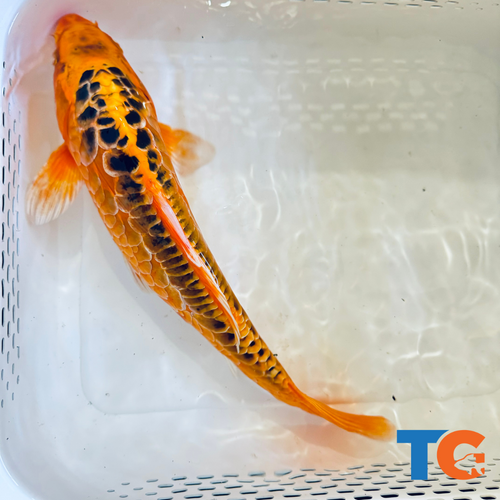 Toledo Goldfish| Orange and Black Doitsu Koi