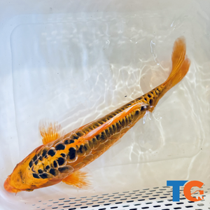 Toledo Goldfish| Orange and Black Doitsu Koi