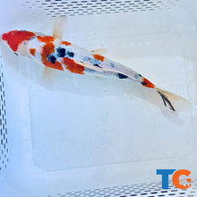 Load image into Gallery viewer, Toledo Goldfish|Tri-Color Standard Fin Koi
