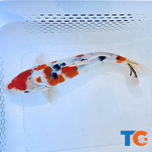 Load image into Gallery viewer, TOLEDO GOLDFISH | Tri-Color Butterfly Fin Koi
