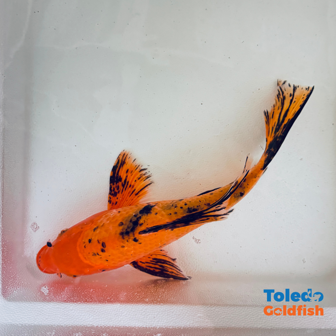 TOLEDO GOLDFISH |  Live Standard Fin Koi
