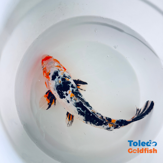 Select Koi - Standard Fin Koi - 12 inch Tri-Color Orange Highlights Standard Fin Koi