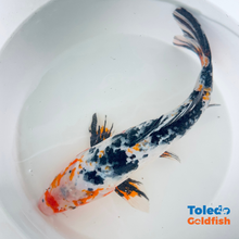 Load image into Gallery viewer, Select Koi - Standard Fin Koi - 12 inch Tri-Color Orange Highlights Standard Fin Koi
