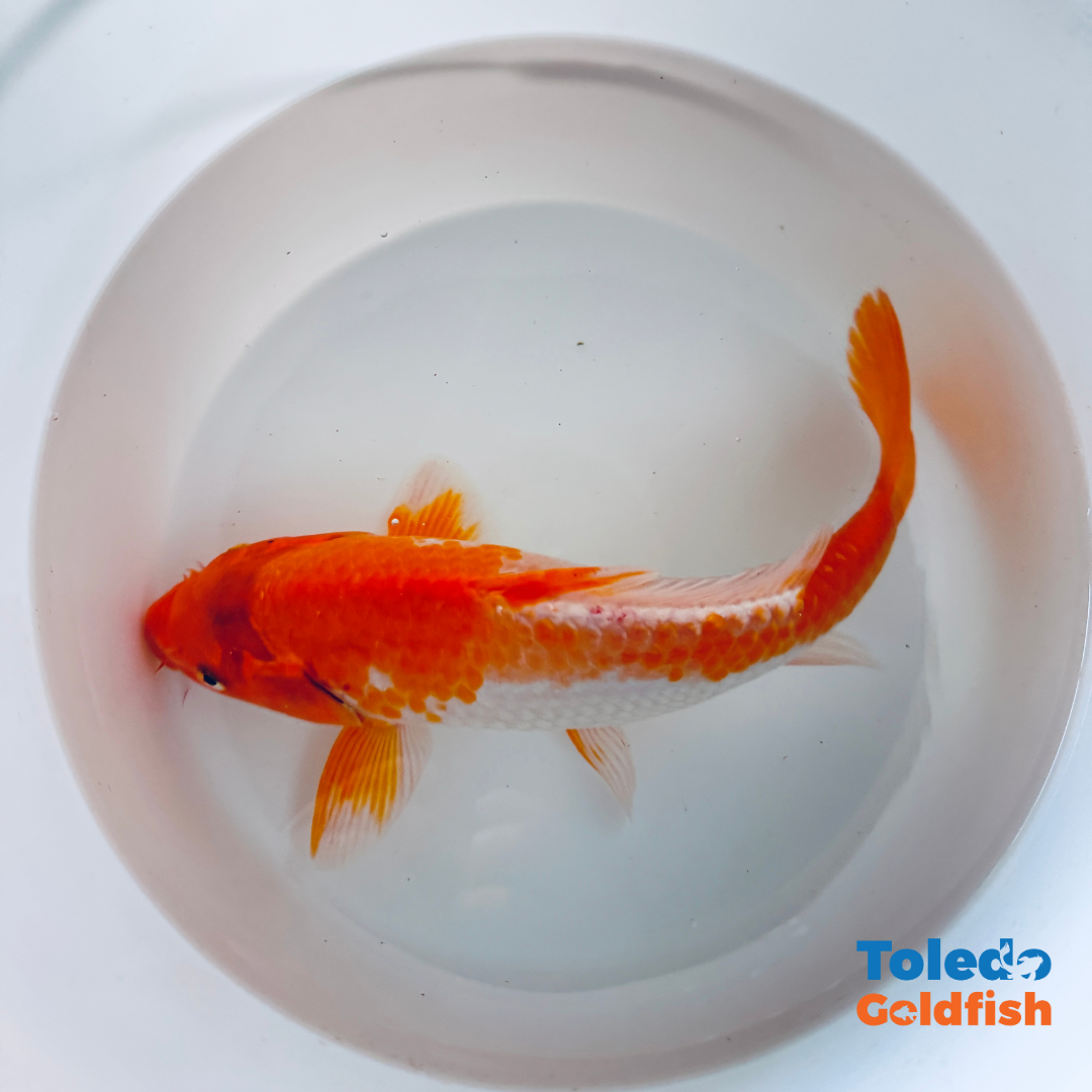 Toledo Goldfish Live goldfish and koi