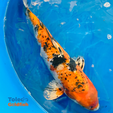 Load image into Gallery viewer, TOLEDO GOLDFISH | Tri-Color Butterfly Fin Koi
