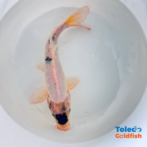 Toledo Goldfish | Live koi and goldfish
