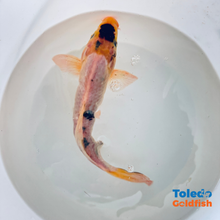 Load image into Gallery viewer, Toledo Goldfish Live Goldfish and koi
