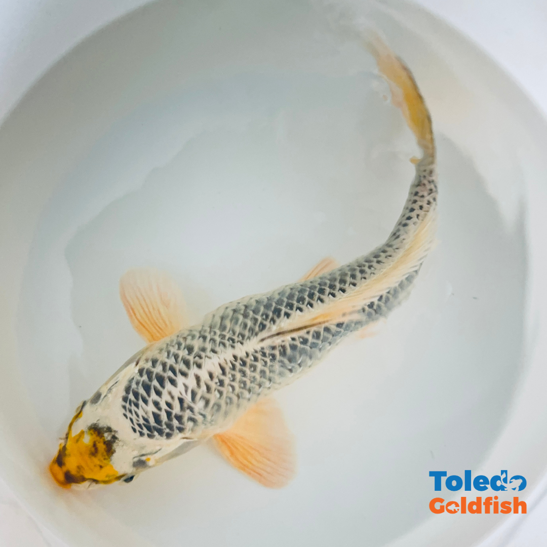 12" Yellow Spot Silver Standard Fin Koi