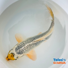 Load image into Gallery viewer, 12&quot; Yellow Spot Silver Standard Fin Koi
