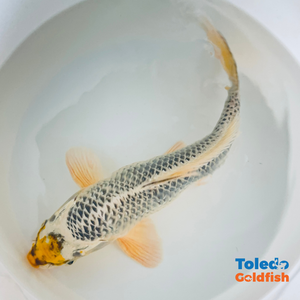 12" Yellow Spot Silver Standard Fin Koi