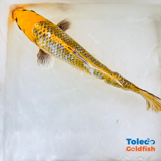 TOLEDO GOLDFISH |  Live Standard Fin Koi