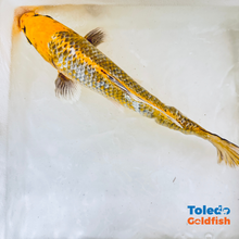 Load image into Gallery viewer, TOLEDO GOLDFISH |  Live Standard Fin Koi
